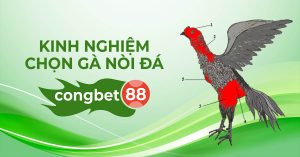 Cách chọn gà mái đúc giống