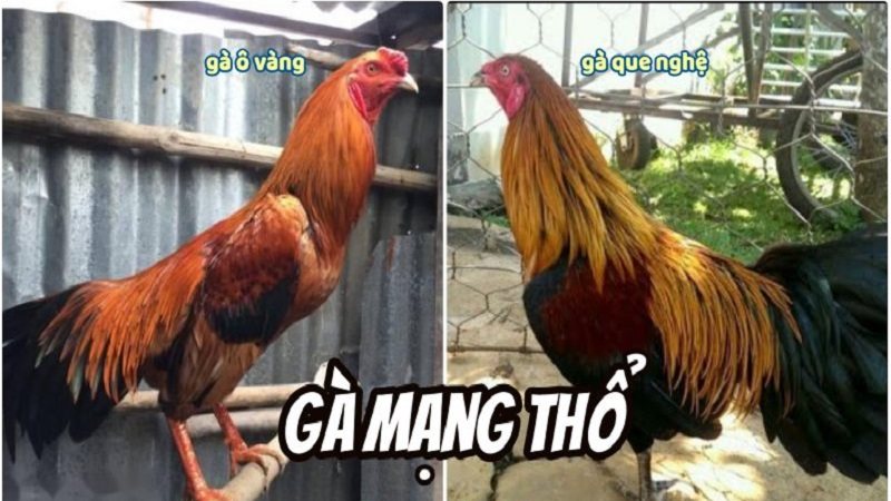 Gà ô vàng, gà que nghệ là gà thuộc mạng Thổ